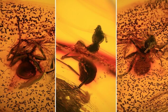 Detailed Fossil Ant (Formicidae) & Spider In Baltic Amber #81808